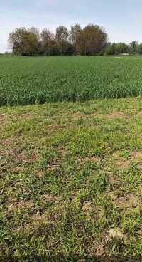 Nekretnina: ZEMUN Anete Andrejevic ID: 34559