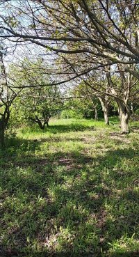 Nekretnina: ZEMUN Anete Andrejevic ID: 34559