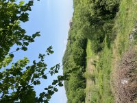Nekretnina: 15000m2, Banja Vrujci, šuma