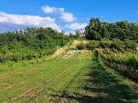 Nekretnina: Grocka - Zaklopača - Plavinci - 95.63a ID#24280