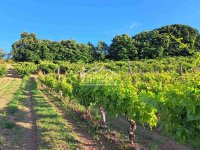 Nekretnina: Grocka - Zaklopača - Plavinci - 95.63a ID#24280