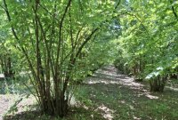 Nekretnina: Prodajem zasad lesnika Smederevska Palanka-Banicina