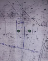Nekretnina: Prodajem zasad lesnika Smederevska Palanka-Banicina
