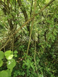 Nekretnina: Sremčica, Beogradska 2. deo, 23 ara i 20m2 ID#1530