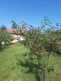 Nekretnina: Brestovik-vikendica za renoviranje i vocnjak