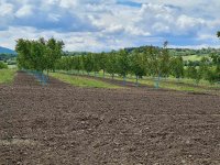 Nekretnina: Fantasticno imanje 3.5ha,nadomak Beograda