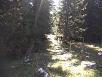 Nekretnina: Prodajem zemljište u Podgori,Žabljak
