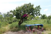 Nekretnina: Retko u ponudi porodično imanje 3 ha 2 kuće građevinsko zemljišt šuma potok ID#1509