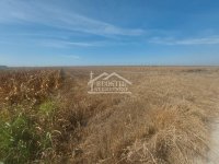 Nekretnina: Zemun - Batajnica - 160ari ID#24467