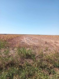 Nekretnina: Batajnica - Klin, 54.09 ari, uknjižen ID#1557