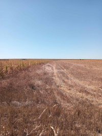 Nekretnina: Batajnica - Klin, 54.09 ari, uknjižen ID#1557