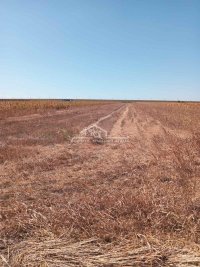 Nekretnina: Batajnica - Klin, 54.09 ari, uknjižen ID#1557