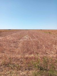 Nekretnina: Batajnica - Klin, 53,07 ari, uknjižen ID#1556