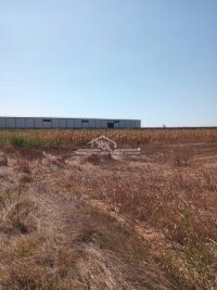 Nekretnina: Batajnica - Klin, 53,07 ari, uknjižen ID#1556