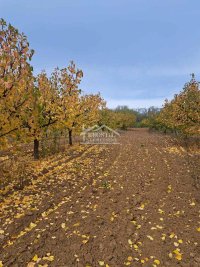 Nekretnina: Grocka - Zaklopača - 69ari ID#24589