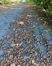 Nekretnina: Prodajem zasad lesnika