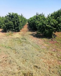 Nekretnina: Prodajem zasad lesnika