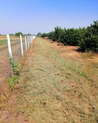 Nekretnina: Prodajem zasad lesnika