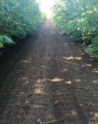 Nekretnina: Prodajem zasad lesnika