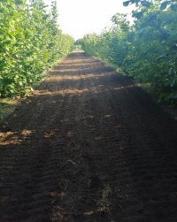 Nekretnina: Prodajem zasad lesnika