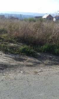 Nekretnina: PALILULA Despotovacka ID: 19520