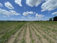 Nekretnina: Kosmaj, Velika Ivanča, građevinsko zemljište ID#3253