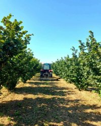 Nekretnina: Plantaža lešnika-Sremska Mitrovica-Ležimir 378ari