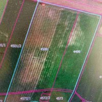 Nekretnina: Plantaža lešnika-Sremska Mitrovica-Ležimir 378ari