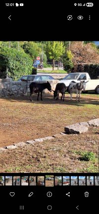 Nekretnina: Prodaja zemlje u Ravnom kod Dubrovnika