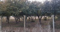 Nekretnina: Izdajem voćnjak lešnika u punom rodu(2 jutra),900E/godišnje