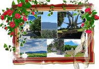 Nekretnina: Izuzetan plac pod Kosmajem              