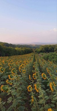 Nekretnina: Prodajem plac-zemlju LUX zona