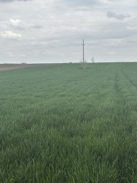 Nekretnina: Na prodaju dve parcele Irig-Rivica