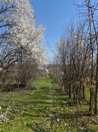 Nekretnina: Dve uknjižene kuće i 71 ar placa