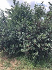 Nekretnina: Na prodaju vrhunski voćnjak trešnje 3 ha – Kolari kod Smedereva