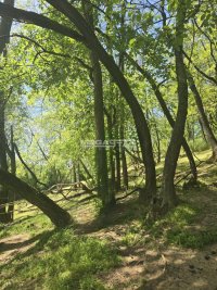 Nekretnina: Idiličan plac sa šumom, Mali Požarevac