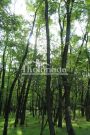 Bagremova šuma nadomak Sopota – 53 ara ID#3926