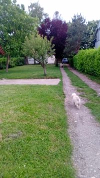 Nekretnina: Avala, blizu megamarketa Koka Mar, 200 m2 
