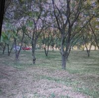 Nekretnina: Na obroncima Fruske Gore 5ha zemlje u komadu