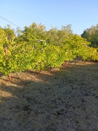 Nekretnina: Avala, Trešnja,  plac 17 ari , gradsko građ.zemljište